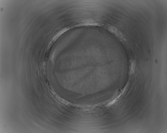 X0000081361169200702020133