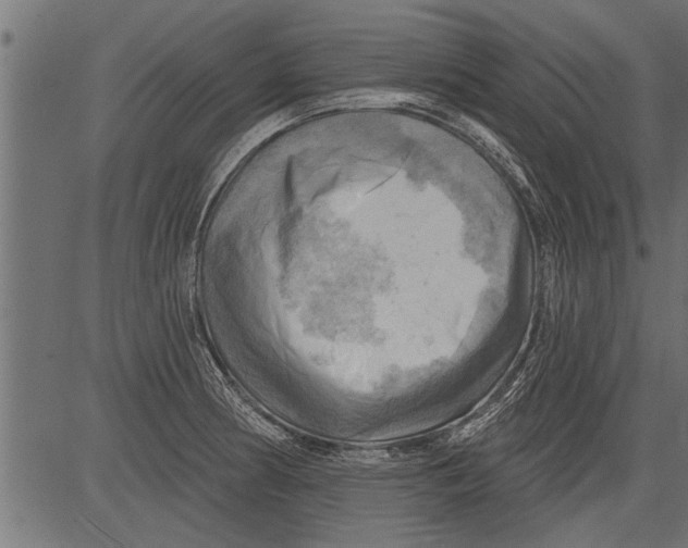 X0000081361186200702020132