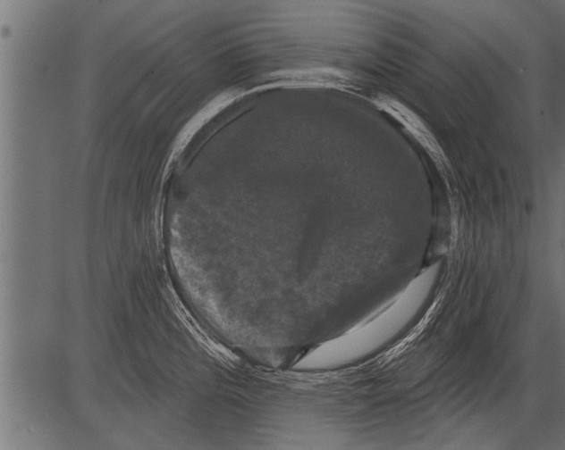 X0000081361196200702020132