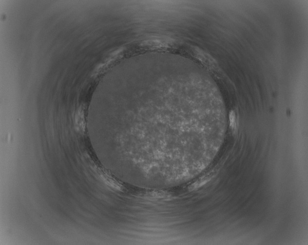 X0000081361203200702020131