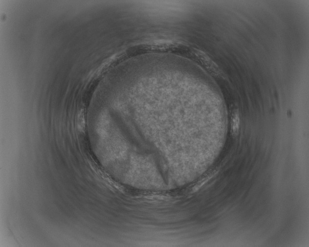 X0000081361204200702020131