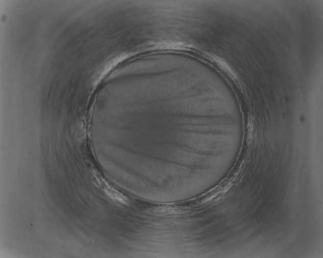 X0000081361212200702020131