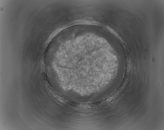 X0000081361215200702020131