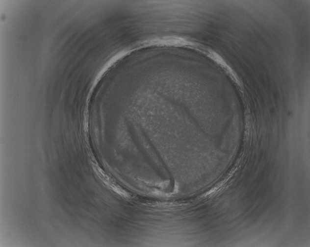 X0000081361232200702020132