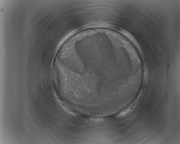 X0000081361242200702020132