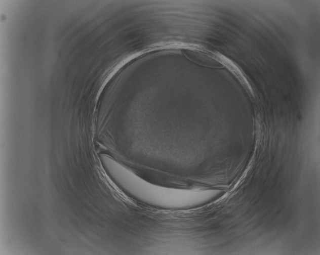 X0000081361244200702020132