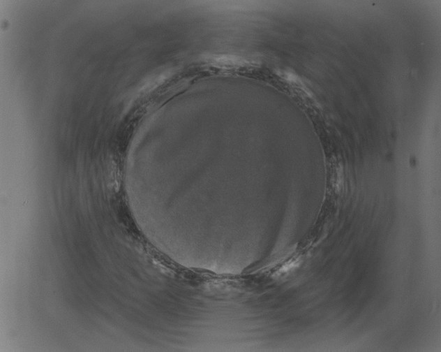 X0000081361253200702020131