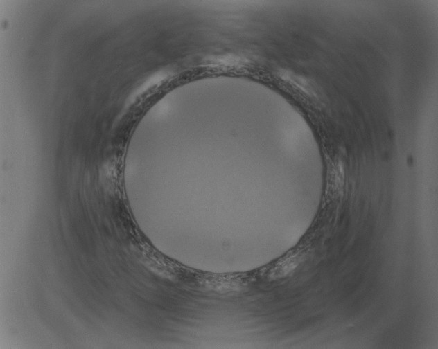 X0000081361254200702020131