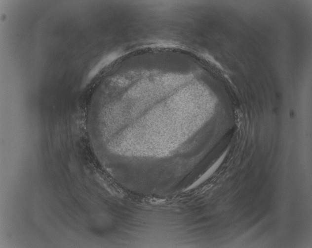 X0000081361255200702020131