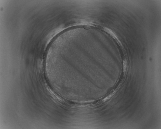 X0000081361260200702020131