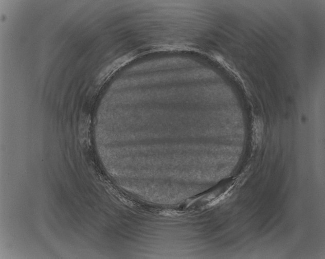 X0000081361265200702020131