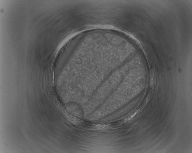 X0000081361271200702020131