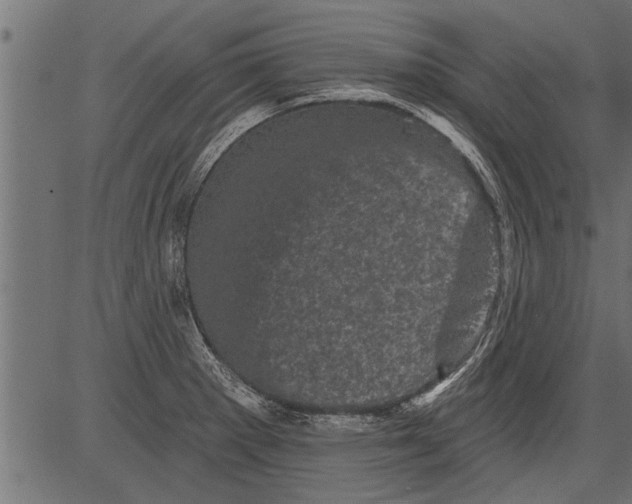 X0000081361281200702020131