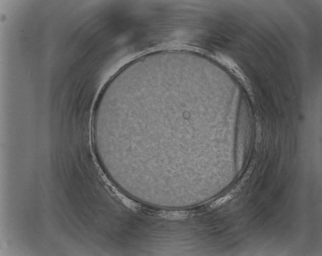 X0000081361286200702020131