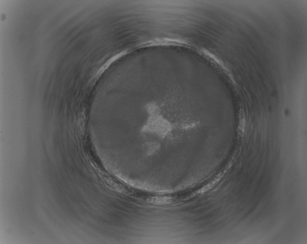 X0000081361313200702020130