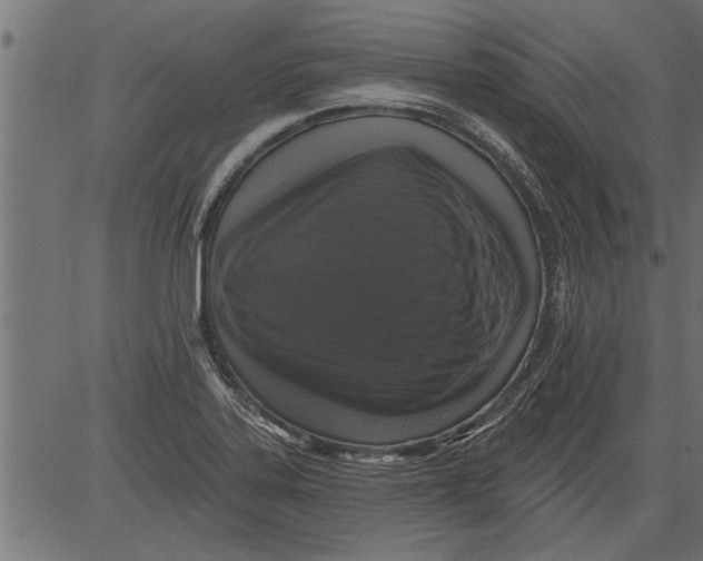 X0000081361323200702020130