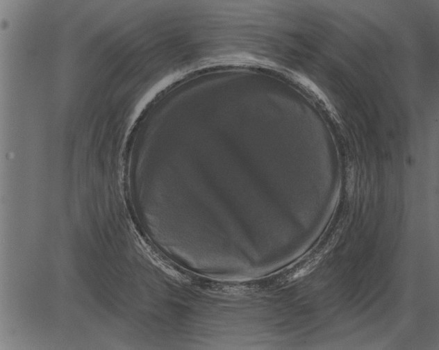 X0000081361326200702020130