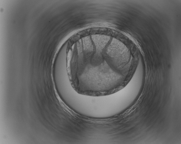 X0000081361342200702020130