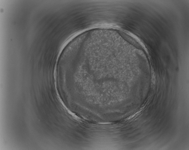 X0000081361343200702020130