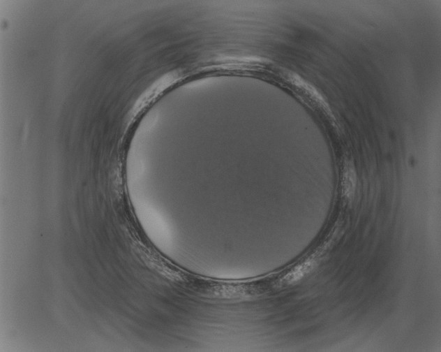 X0000081361362200702020129
