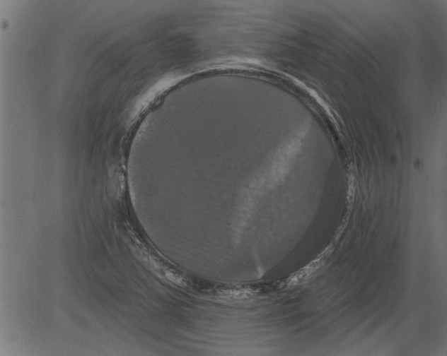 X0000081361363200702020129