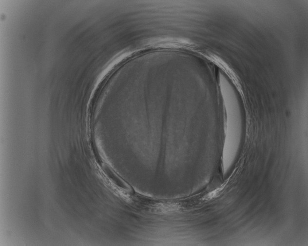 X0000081361384200702020129