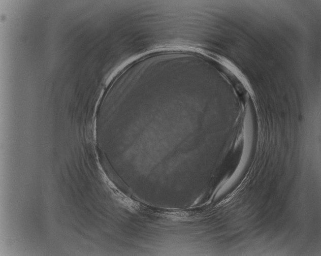 X0000081361388200702020129
