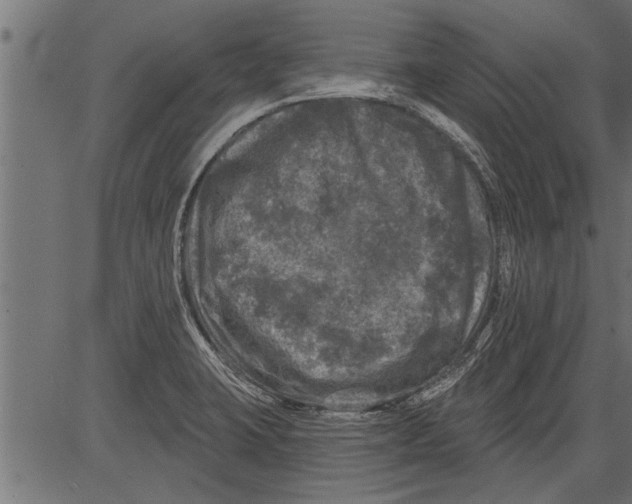 X0000081361423200702020129