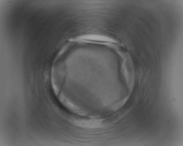 X0000081360032200702082332