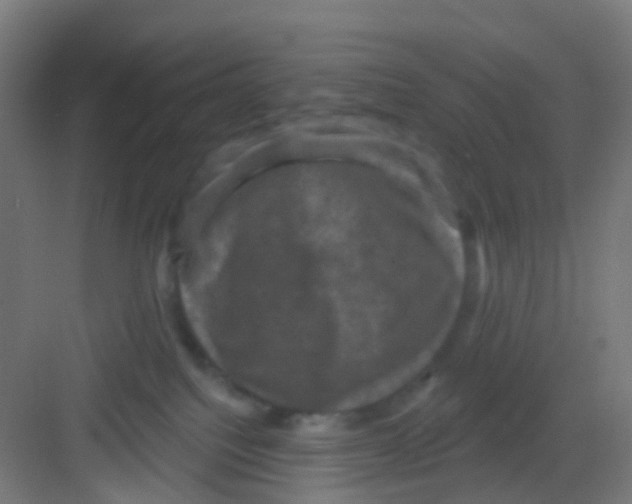 X0000081360088200702082331