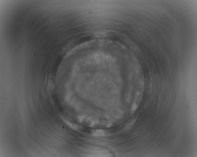 X0000081360091200702082331