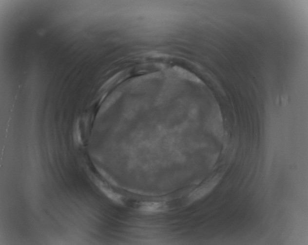 X0000081360096200702082331
