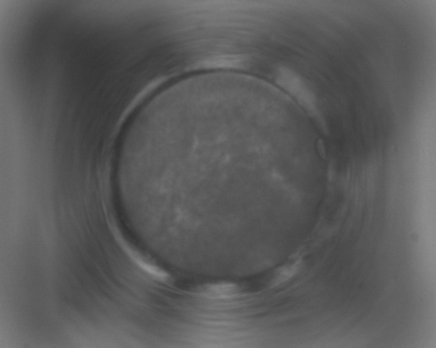X0000081360108200702082330