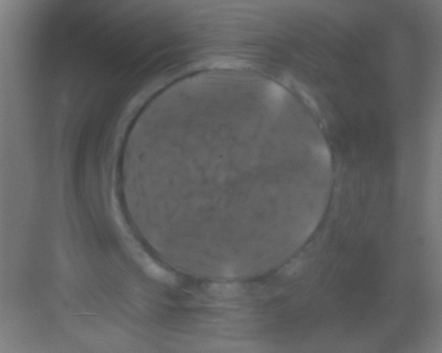 X0000081360145200702082329