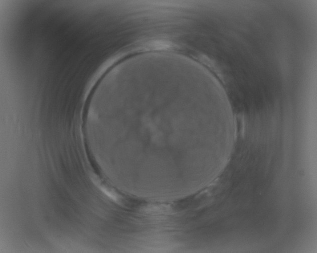 X0000081360147200702082329