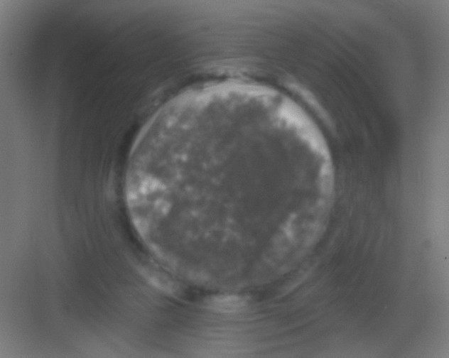 X0000081360161200702082329