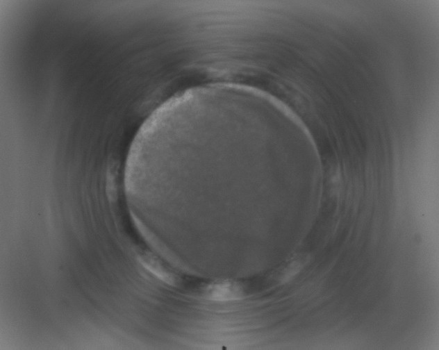 X0000081360275200702082328