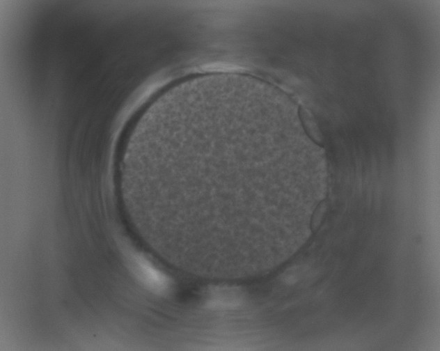 X0000081360296200702082327