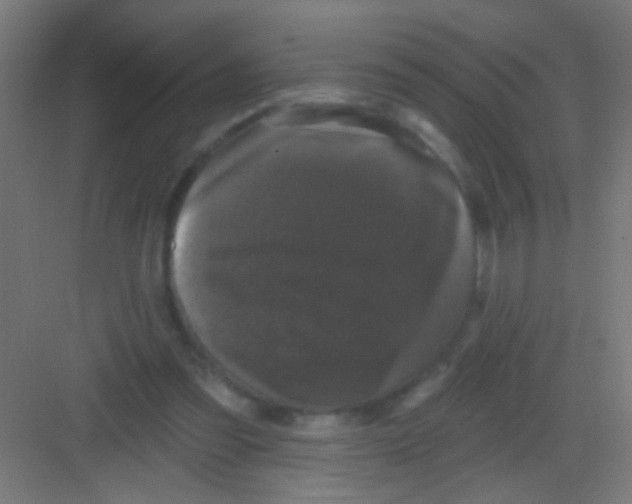 X0000081360301200702082327
