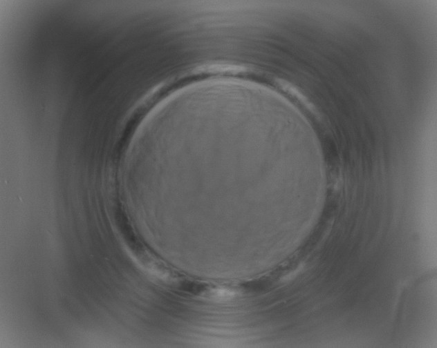 X0000081360352200702082326
