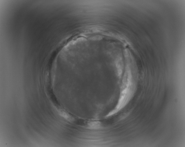 X0000081360355200702082326