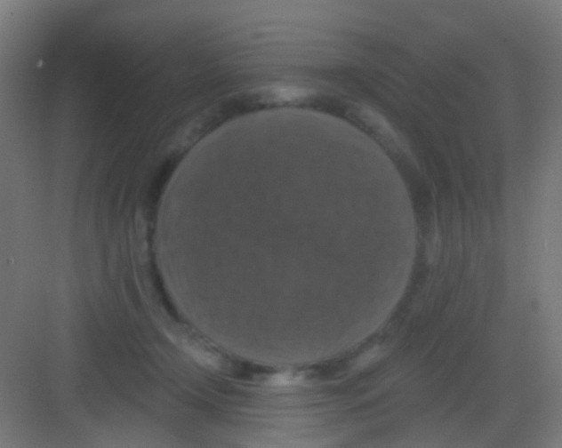 X0000081360366200702082326