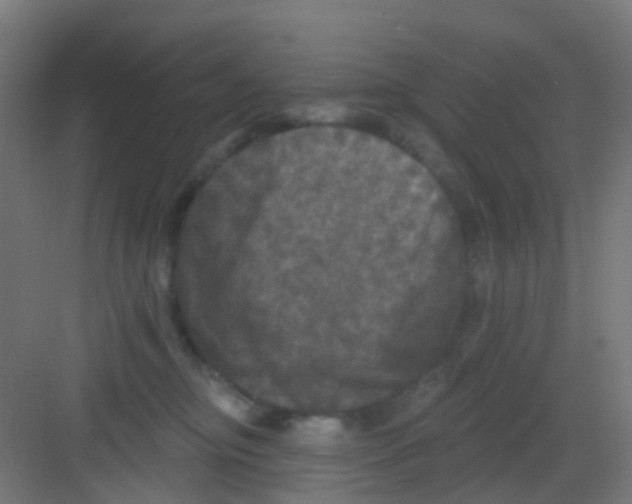 X0000081360374200702082326