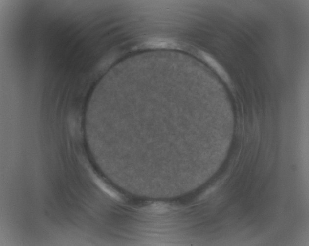 X0000081360441200702082324