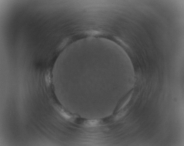 X0000081360479200702082325