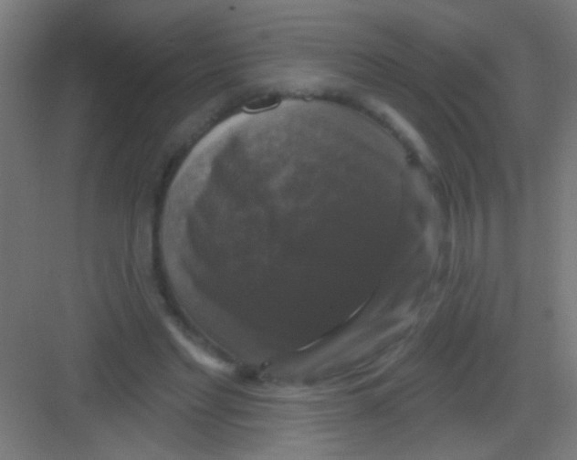 X0000081360493200702082324