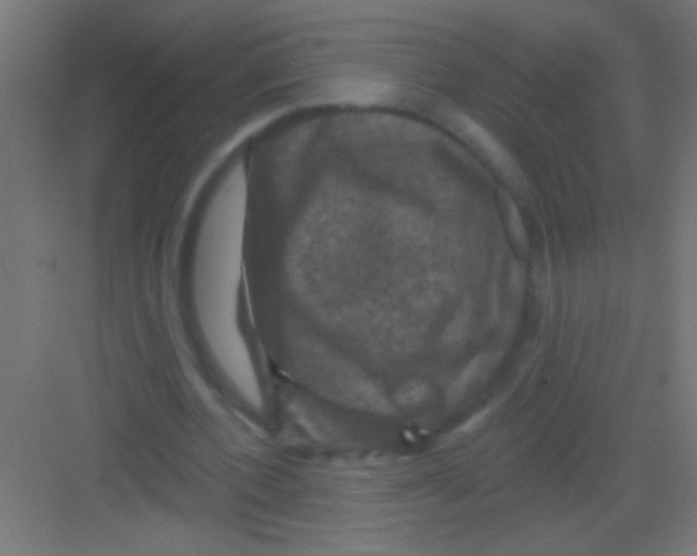 X0000081360532200702082323
