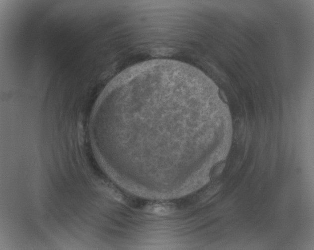 X0000081360655200702082321