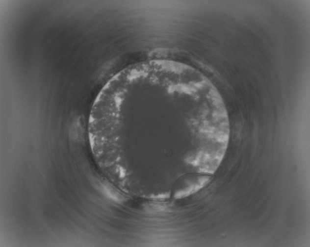 X0000081360661200702082322