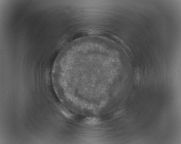X0000081360667200702082322